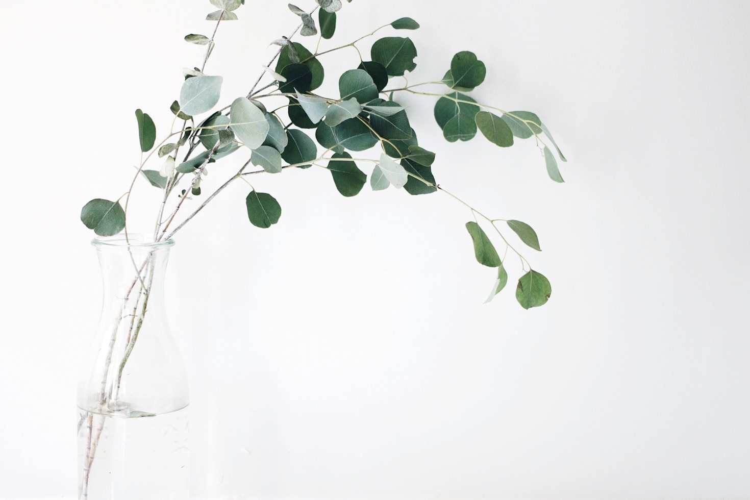 Plantas Medicinais: Um Guia para Iniciantes